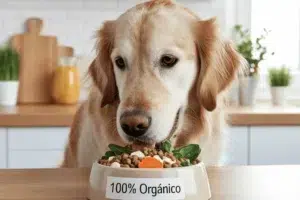 Perro Golden Retriever comiendo croquetas con ingredientes naturales como espinaca y zanahoria en un bol que dice “100% Orgánico” sobre una mesa de cocina luminosa .